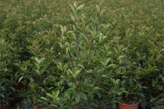 Photinia 
